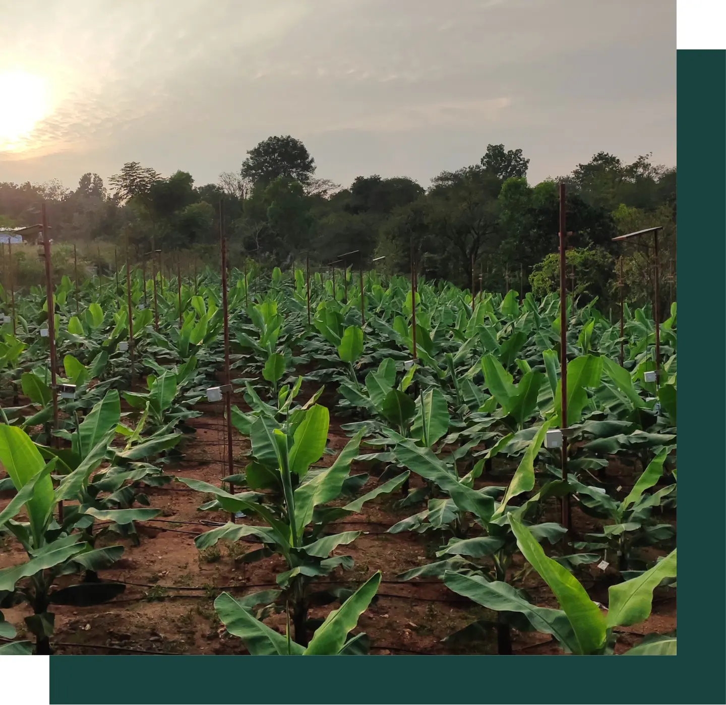 banana farming using sensors